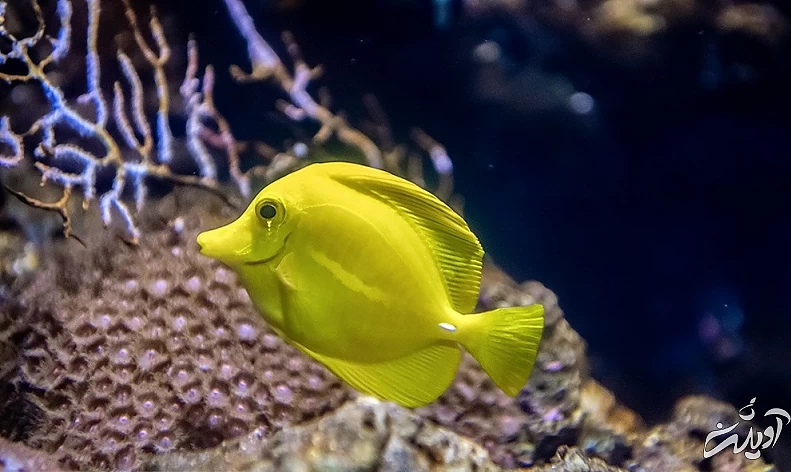 (تصاویر) آکواریوم انزلی